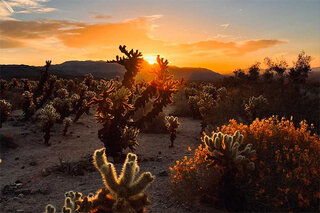 Map image for &#039;Sunrise over Cholla&#039; from the Art x Climate Gallery